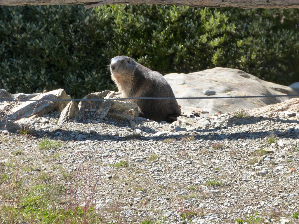 Haus Weideli, Dammstrasse 7 Villa Saas-Grund Eksteriør billede